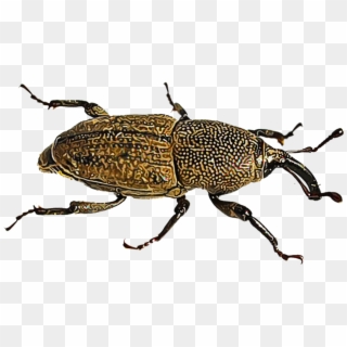 Lawn Pests Because Both The Adult Insect And Its Immature - Weevil Clipart