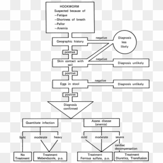 Cdc Hookworm Treatment Protocol - Hookworm Disease Algorithm Clipart