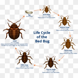 Bed Bug Facts - Bed Bug Female Clipart