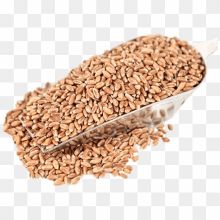 Food - Wheat Clipart