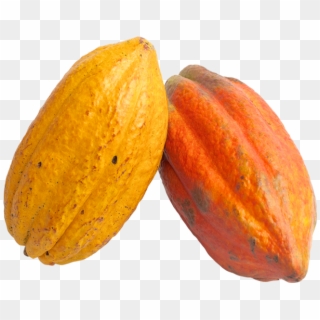 Cacao Png - Cocoa Fruit Png Clipart