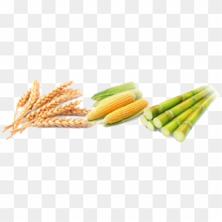 Corn Png Wheat - Cereal Png Clipart