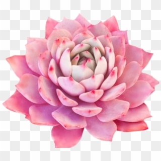 #bloom #pink #frame #flower #border #flowers #white - White Mexican Rose Clipart