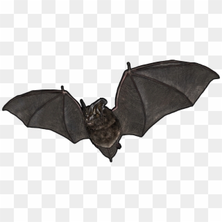 Murciélagos Del Bosque - Little Brown Myotis Clipart