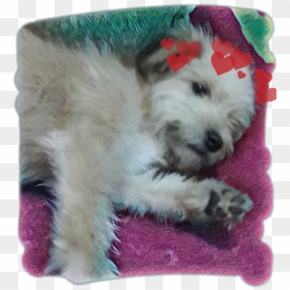 Soldado😂💕 Sticker - Companion Dog Clipart