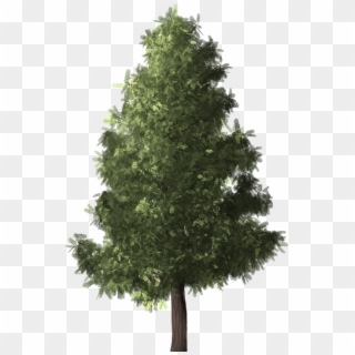 Pino Png - Evergreen Tree Png Clipart