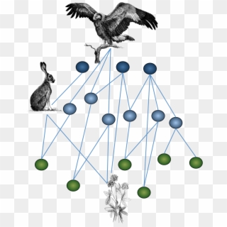 Ecological Networks Describe Who Interacts With Whom - Raven Clipart