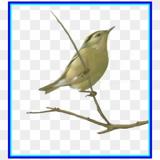 The Best Drawing U - Old World Flycatcher Clipart