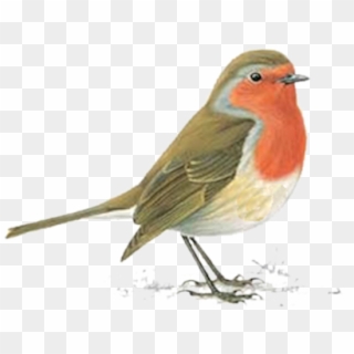 Hadas Y Duendes Clipart - Robin Bird Clipart - Png Download