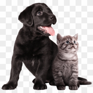 Veterinaria La Herradura - Höhle Der Löwen Hunde Beruhigen Clipart