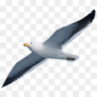 Seagull Sticker - Great Black-backed Gull Clipart