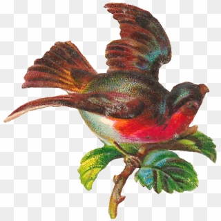 This Is A Delightful Piece Of Digital Bird Clip Art - Hummingbird - Png Download