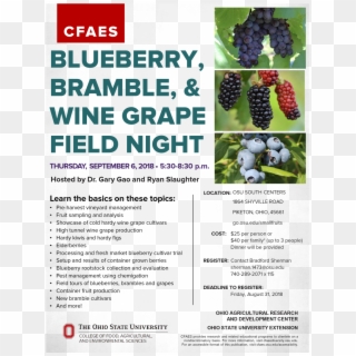 Blueberry, Bramble, & Wine Grape Field Night - Liar Clipart - Png Download