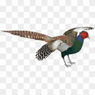 Pheasant Png - Pheasant Transparent Clipart