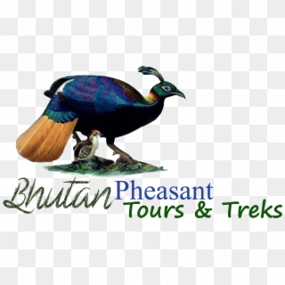 Bhutan Pheasant Tours & Treks Are Carefully Researched - Animal Figure Clipart