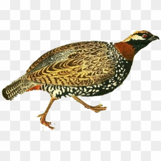 Commonfrancolin - Pheasant Clipart