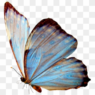 Http - //www - Renders-graphiques - Fr/image/upload/ - Butterfly Painting Png Clipart