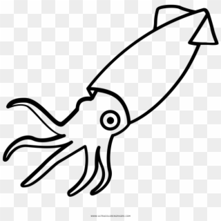 Squid Coloring Pages - Squid Clipart Black And White - Png Download