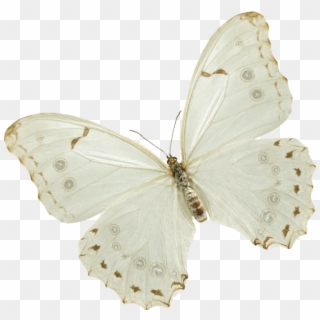 Papillon , Png Download - Brush-footed Butterfly Clipart