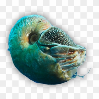 The Nautilus Is A Cephalopod A Family Including Octopi, - Marine Biology Clipart