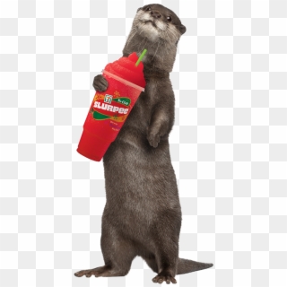 In Canada, The Average Slurpee Drinker Is A 30 Year - Sea Otter Standing Up Clipart