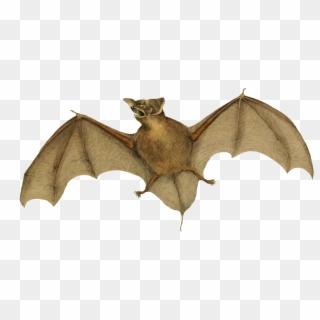 New Zealand, New Zealand Lesser Shorttailed Bat, Eastcoast - Little Brown Myotis Clipart