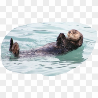 #otter - Otter Floating Clipart