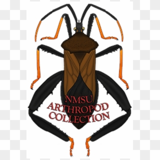 New Mexico State University Arthropod Museum Wiki, - Soldier Beetle Clipart