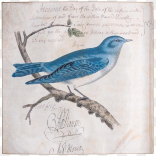 Idaho Drawing Mountain Bluebird - Vintage Illustrations Birds Public Domain Clipart