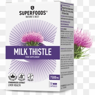 The Beneficial Qualities Of Milk Thistle - Milk Thistle Clipart