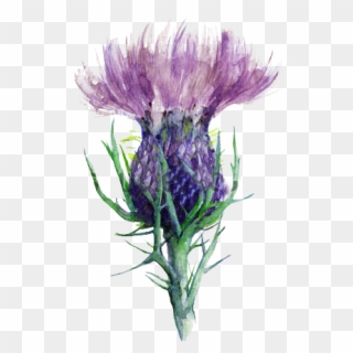#scotland #flowerofscotland #thistle - Watercolor Thistle Scottish Clipart