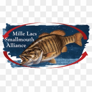 Presented By The Mille Lacs Smallmouth Alliance - Smallmouth Bass Clipart