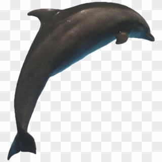 #dolohin #sea #dolohins #ocean #delfín #freetoedit - Common Bottlenose Dolphin Clipart