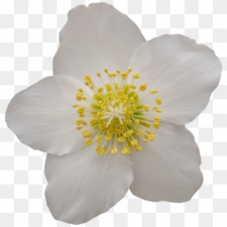 Fleur Detouree Rose - Fleur Blanche Fond Transparent Clipart