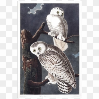 From Audubon's Birds Of America - Snowy Owl Clipart