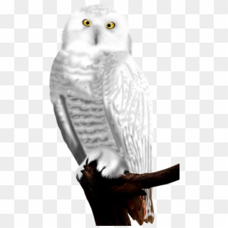 White Owls - Snowy Owl Clipart