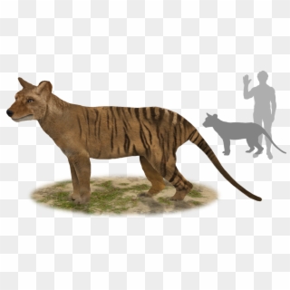 Extinct Animals @extinct Animais - Thylacinus Potens Clipart