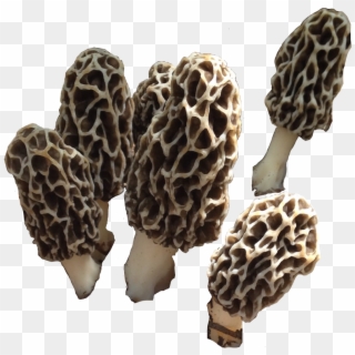 #morelmushroom #mushroom #shroom #fungi #morel #nature - False Morel Clipart