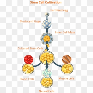 Embryonic Stem Cells Are Extremely Useful In The Medical - Stem Cell Divides Into Clipart