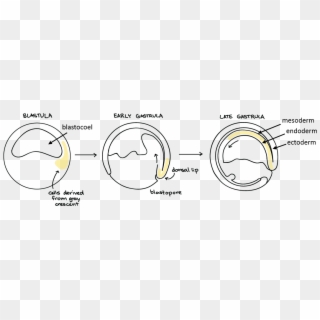 During Gastrulation, The Cells Of The Embryo Move Dramatically - Gastrulation In Animal Development Clipart