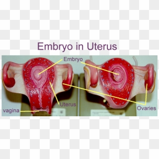 Embryo In Utero - Heart Clipart