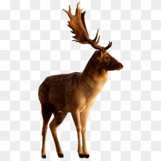 Deer Hd Png - Deer Clipart