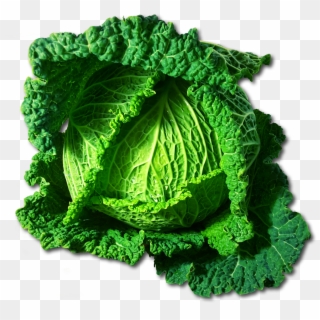 Kale Clipart Different Vegetable - Cabbage Clip Art - Png Download