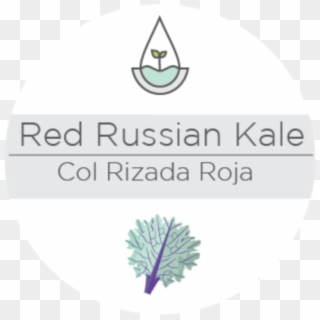 Red Russian Kale - Circle Clipart