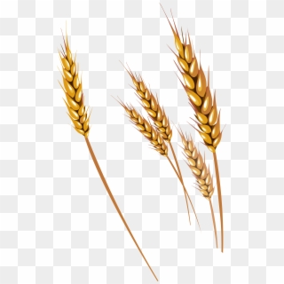 Wheat Png - Wheat Vector Clipart