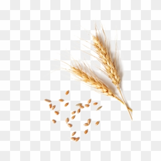 Wheat Png Clipart - Single Wheat Grain Png Transparent Png