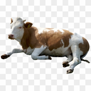 Download Cow Sitting Png Image - Cow Png Clipart