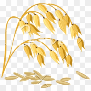 Wheat Grain Vector - Rice Grains Vector Background Clipart