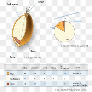 Wheat-kernel Nutrition - Anatomy Of Wheat Berry Clipart