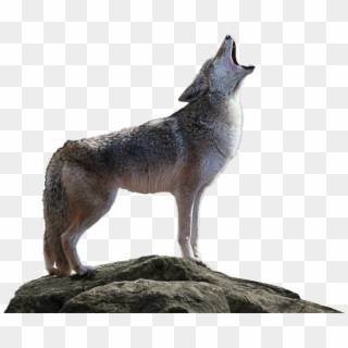 Transparent Background Of Coyote Clipart